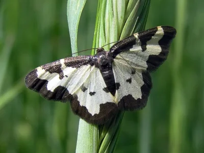 Lomaspilis marginata