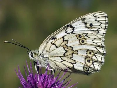 Melanargia (Melanargia) russiae