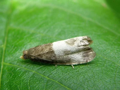 Notocelia cynosbatella