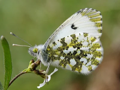 Anthocharis (Anthocharis) cardamines