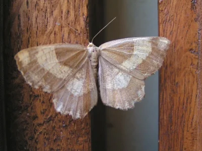 Angerona prunaria