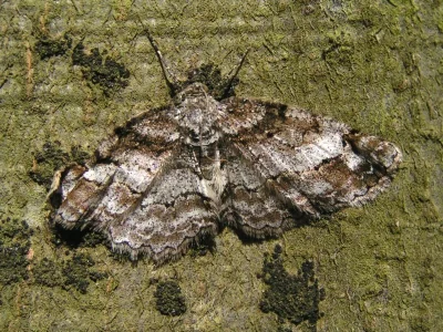 Paradarisa consonaria