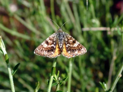 Isturgia (Bichroma) famula