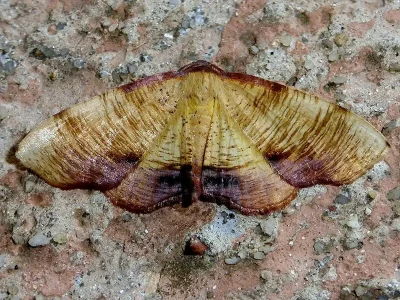 Plagodis dolabraria