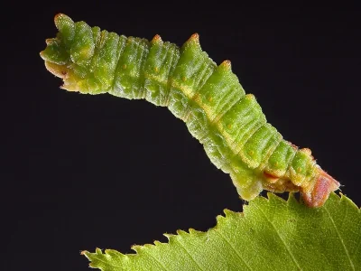 Geometra papilionaria