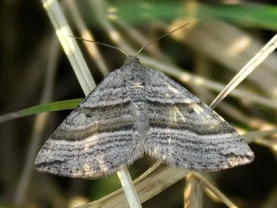Phibalapteryx virgata