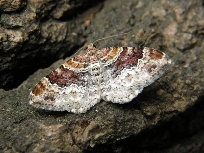 Xanthorhoe spadicearia