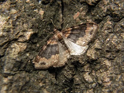 Xanthorhoe ferrugata