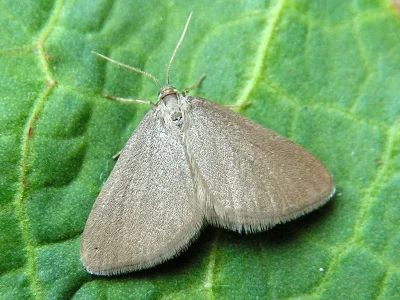 Minoa murinata