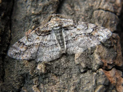 Cleora cinctaria