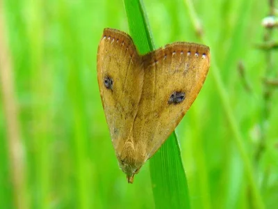 Rivula sericealis