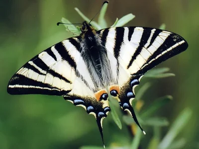 Iphiclides podalirius