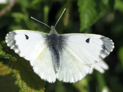 Anthocharis (Anthocharis) cardamines