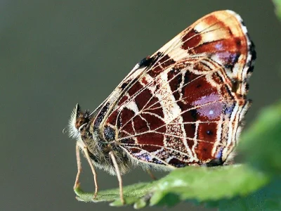 Araschnia levana