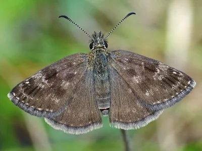 Erynnis tages