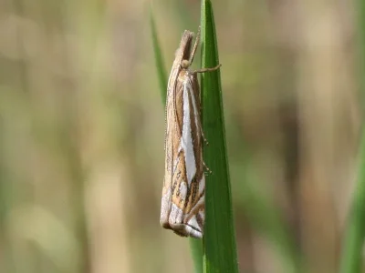 Crambus pratella