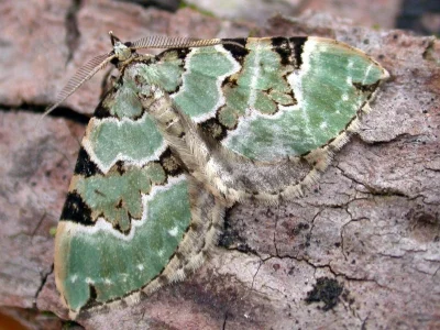 Colostygia pectinataria