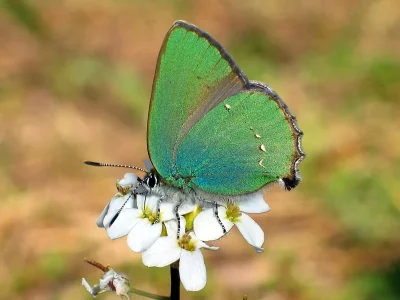 Callophrys (Callophrys) rubi