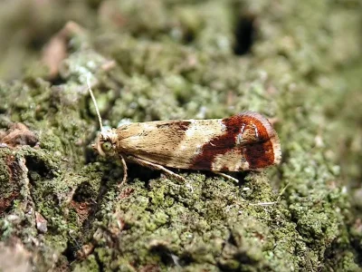 Epinotia cruciana