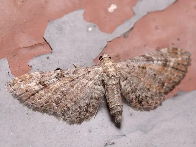 Eupithecia vulgata