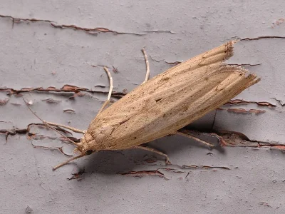 Pediasia contaminella