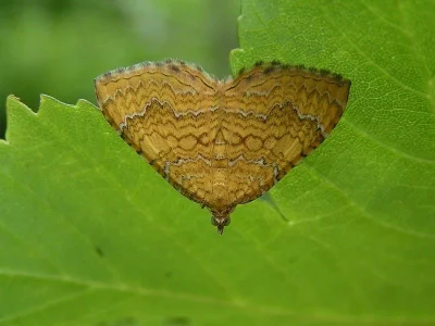 Camptogramma bilineata