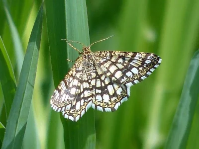 Chiasmia clathrata