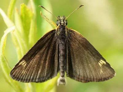 Heteropterus morpheus