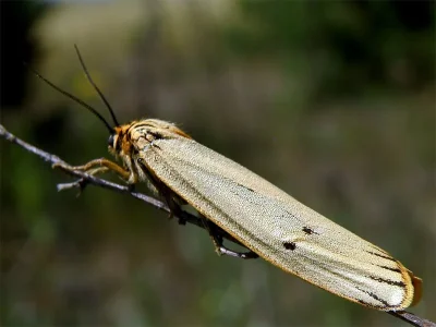 Spiris striata