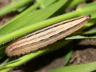 Hipparchia (Parahipparchia) volgensis