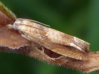 Eucosma conterminana