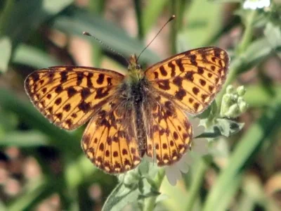 Boloria (Clossiana) dia
