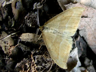 Watsonalla cultraria