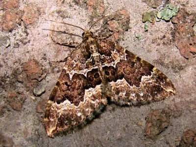 Lampropteryx suffumata