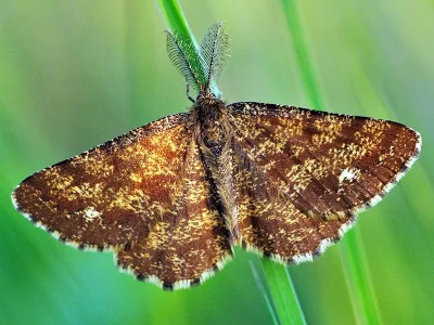 Ematurga atomaria