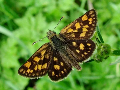 Carterocephalus palaemon
