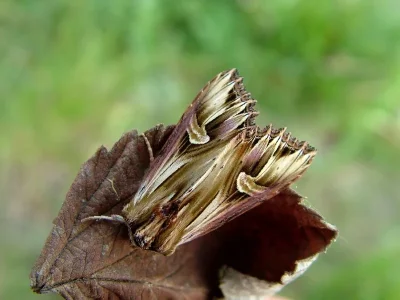 Actinotia polyodon