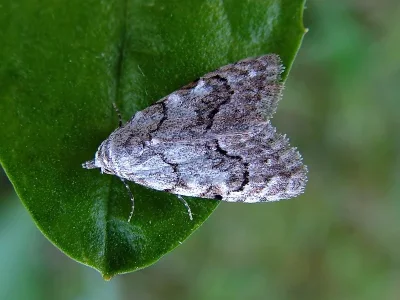 Nola (Nola) confusalis