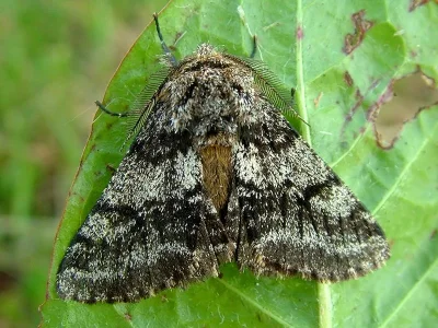 Lycia hirtaria