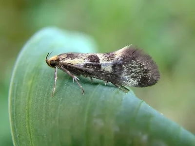 Denisia stipella
