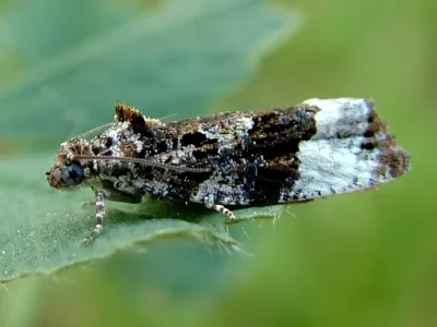 Apotomis sororculana