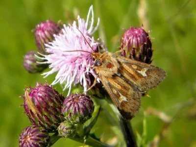 Cerapteryx graminis