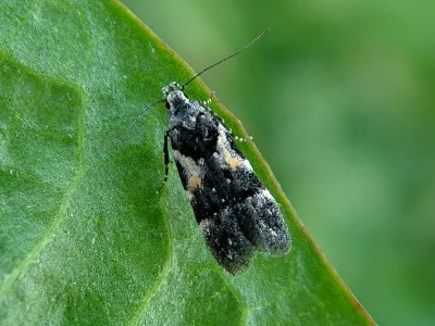 Teleiodes luculella
