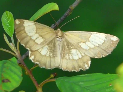 Angerona prunaria