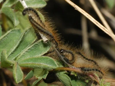 Malacosoma (Malacosoma) franconica