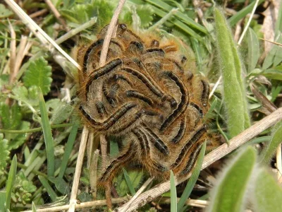 Malacosoma (Clisiocampa) castrensis