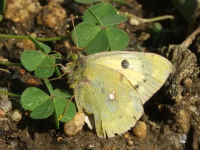 Colias croceus
