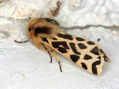 Cymbalophora rivularis
