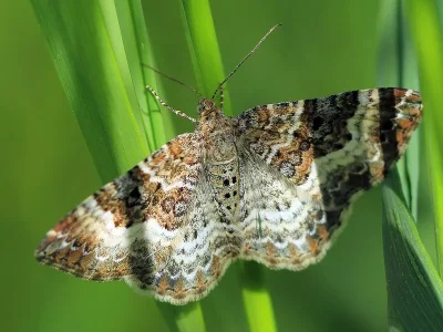 Epirrhoe alternata