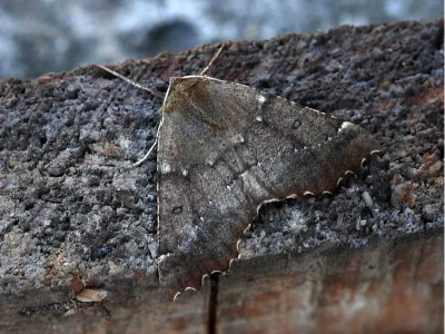 Odontopera bidentata